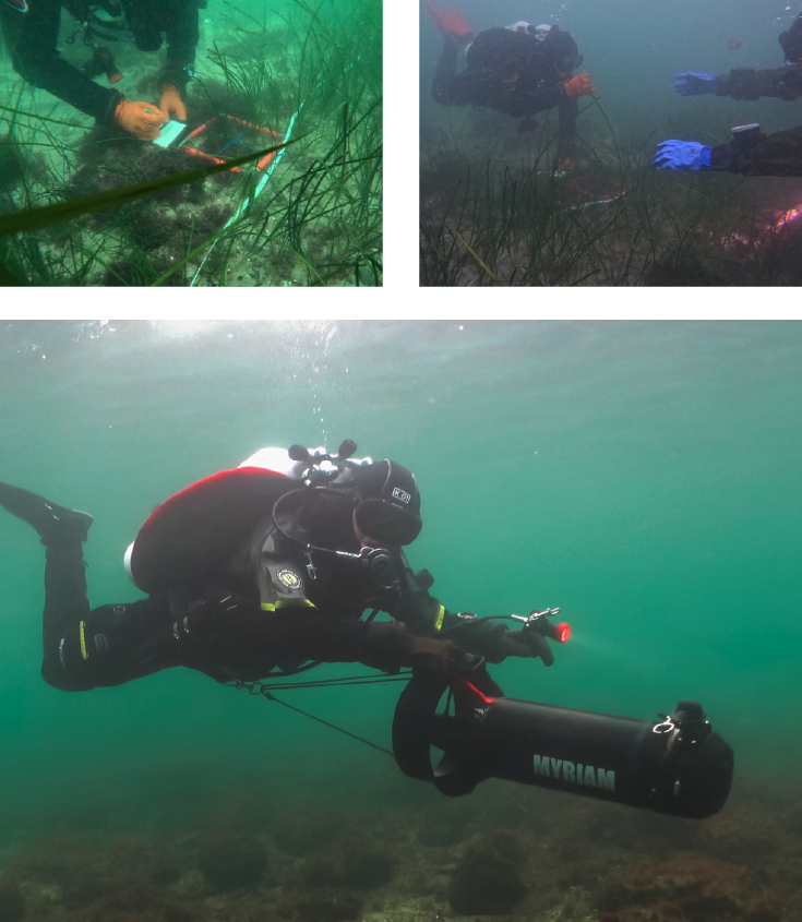 Monitoring einer Seegraswiese