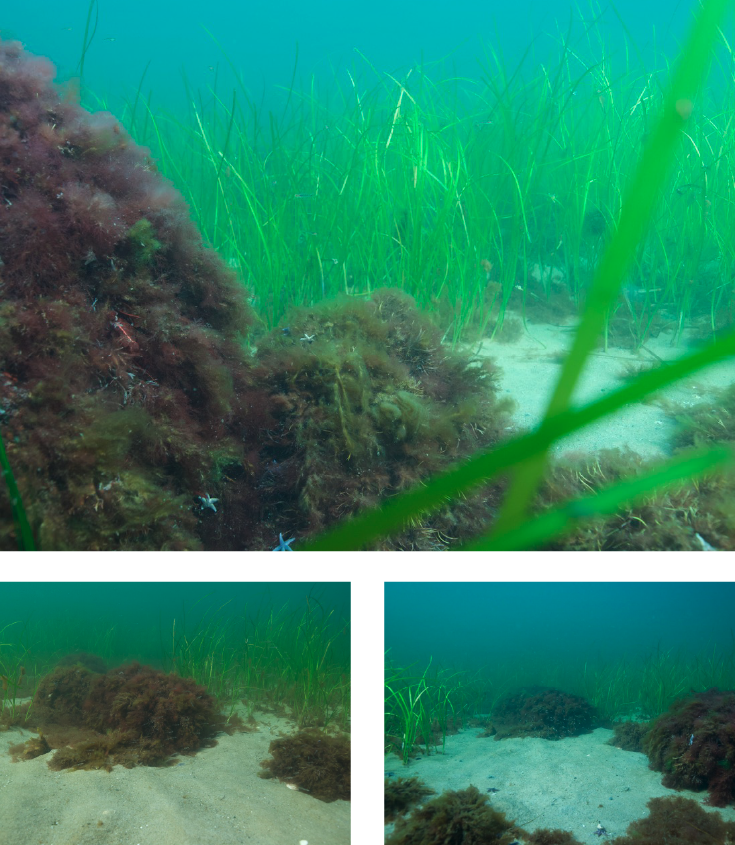 Seegrasfeld in der Howachter Bucht