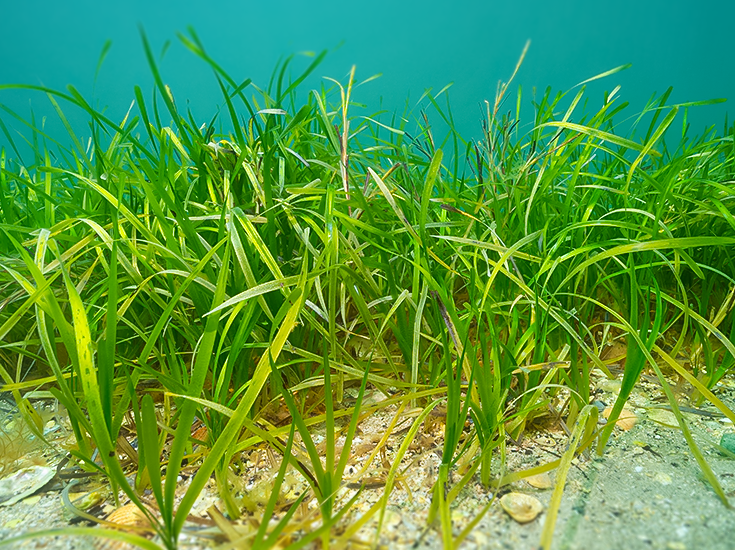 Seegraswiesen Neuansiedlung in der Geltinger Bucht